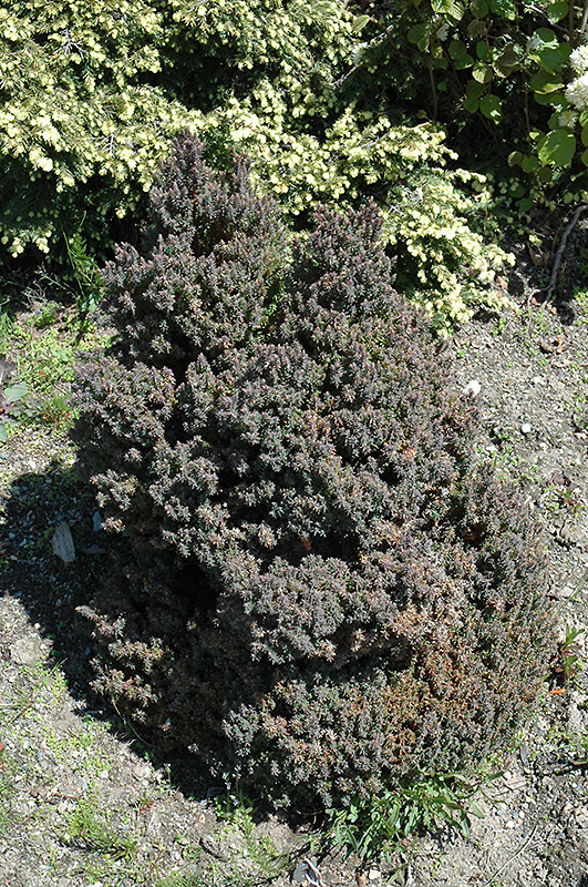 Rubicon Whitecedar (Chamaecyparis thyoides 'Rubicon') in Raleigh Chapel