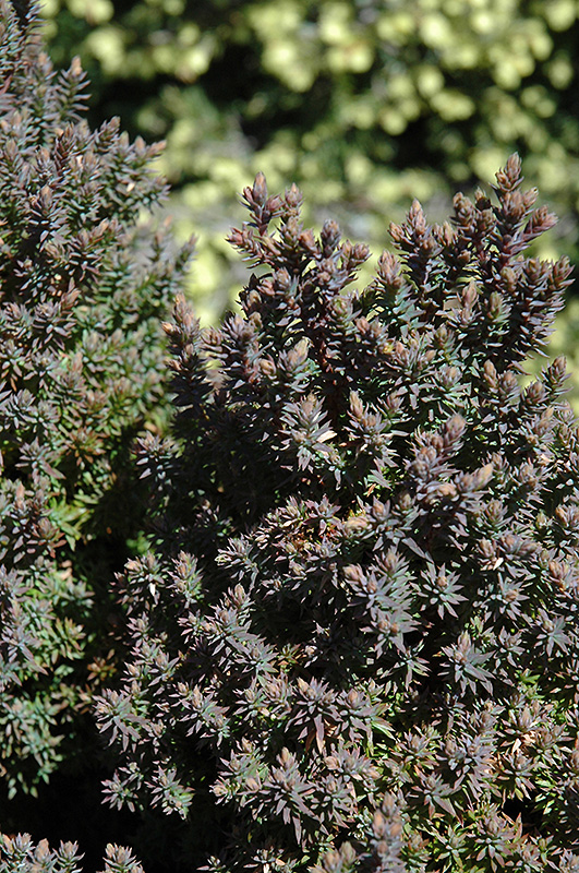 Rubicon Whitecedar (Chamaecyparis thyoides �Rubicon�) in