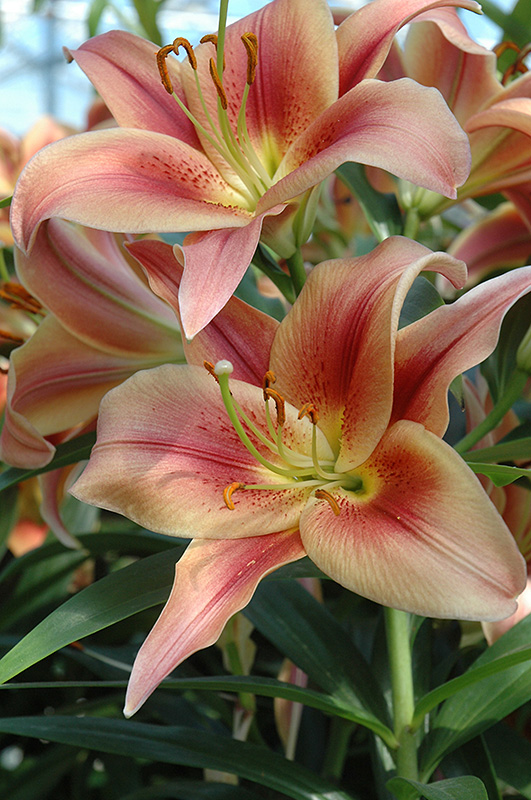 Montego Bay Lily (Lilium ‘Montego Bay’) in Raleigh Chapel Hill Durham