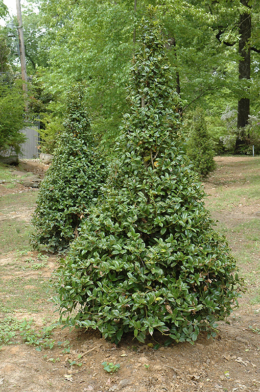 Castle Spire Meserve Holly (Ilex x meserveae 'Castle Spire') in Raleigh