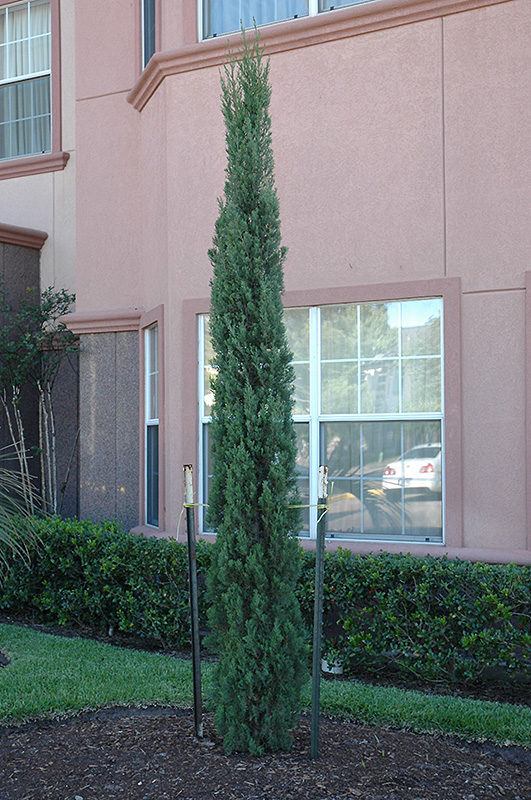 Blue Italian Cypress (Cupressus sempervirens 'Glauca') in Raleigh