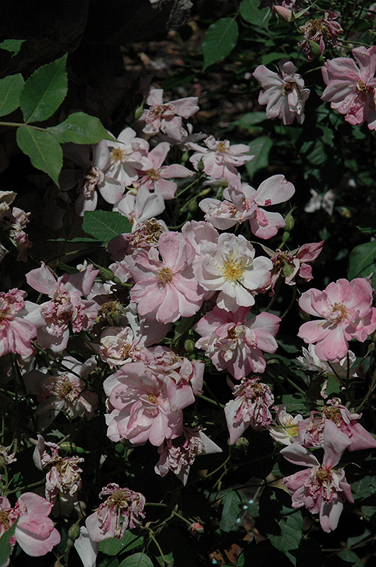 Dainty Bess Rose (Rosa 'Dainty Bess') in Raleigh Chapel Hill Durham