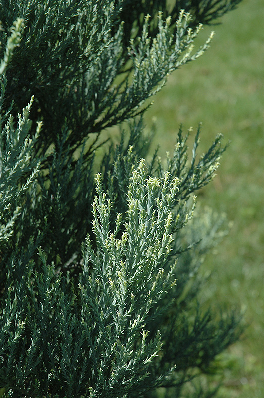 Hazel Smith Giant Sequoia (Sequoiadendron giganteum 'Hazel Smith') in