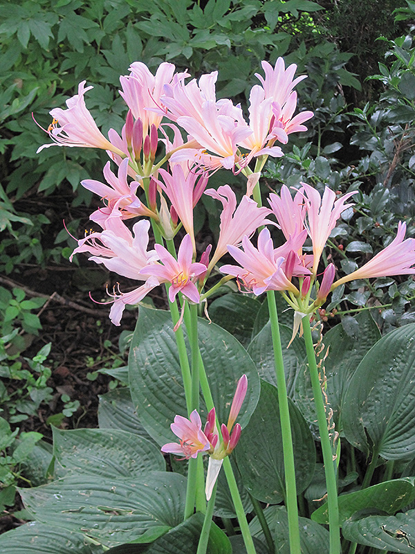 Surprise Lily (Lycoris squamigera) in Raleigh Chapel Hill Durham Apex