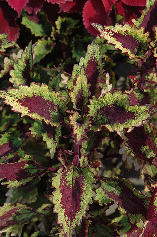 coleus plant care memes coleus plant care memes