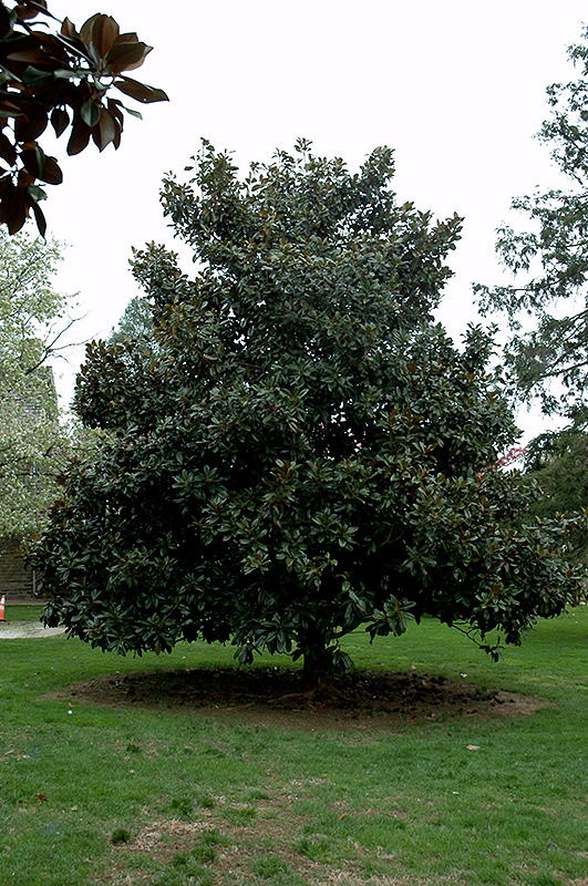 Victoria Magnolia (Magnolia grandiflora 'Victoria') in Raleigh Chapel