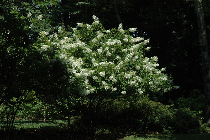 tardiva-hydrangea-tree-form-hydrangea-paniculata-tardiva-tree-form