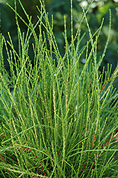 Franky Boy Arborvitae (Thuja orientalis 'Franky Boy') in Raleigh Chapel