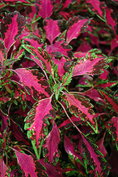 Stained Glassworks Luminesce Coleus (Solenostemon scutellarioides